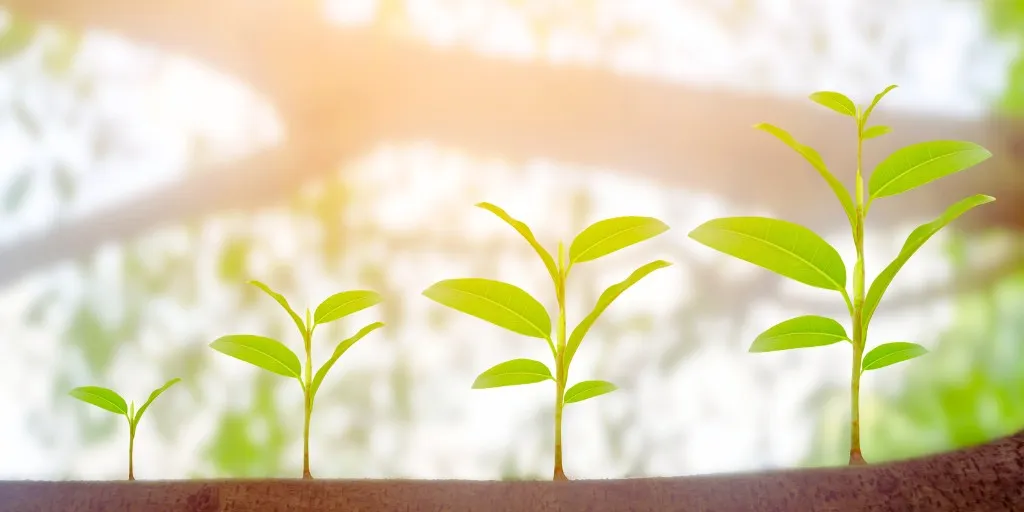 イメージ画像：成長する植物