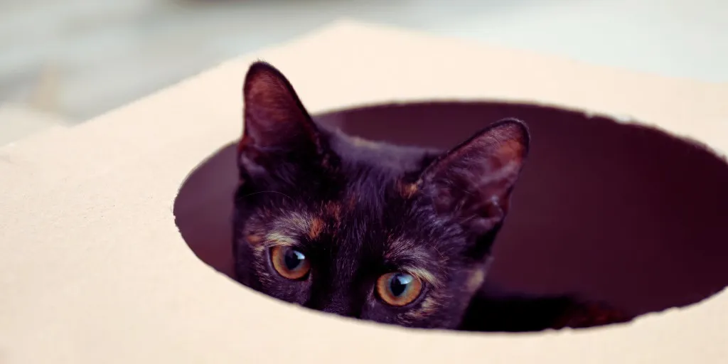 イメージ画像:箱に入った黒猫