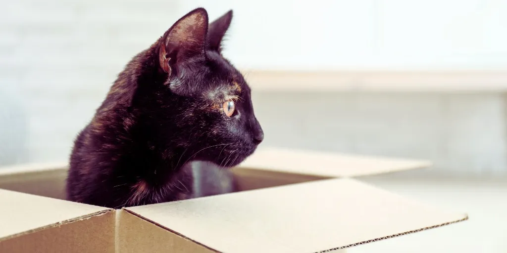 イメージ画像:箱に入った黒猫